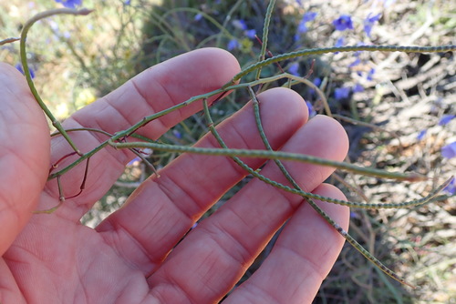 Image of Heliophila arenaria by no rights reserved