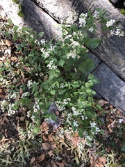 Ageratina altissima