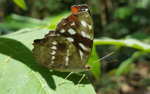 orsis bluewing