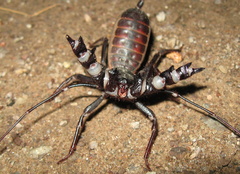 Mastigoproctus tohono
