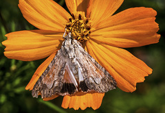 Melipotis acontioides