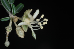 Atamisquea emarginata