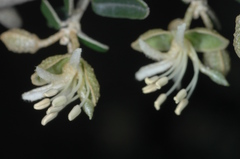 Atamisquea emarginata