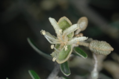 Atamisquea emarginata