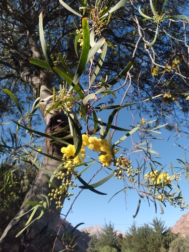 Image of Acacia retinodes by no rights reserved