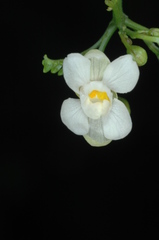 Cardiospermum grandiflorum