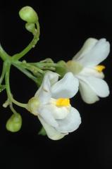 Cardiospermum grandiflorum