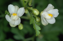 Cardiospermum grandiflorum
