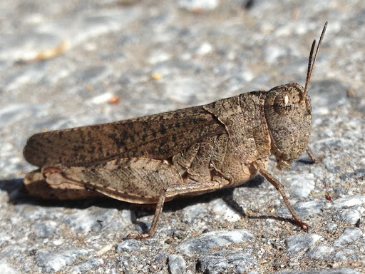 California Sulphur-winged Grasshopper