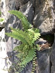 Asplenium platyneuron