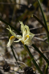 Moraea angusta