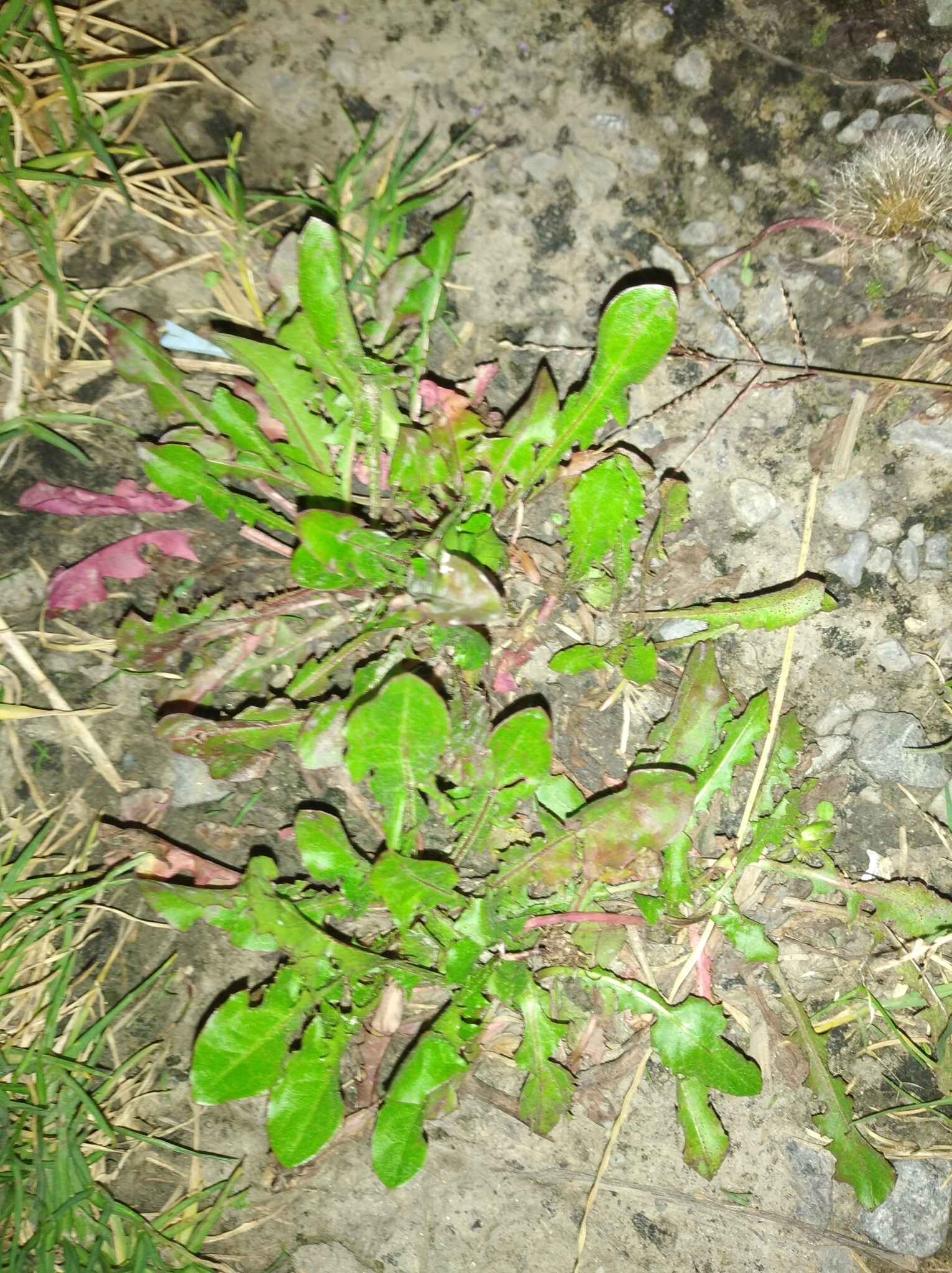 Taraxacum officinale image