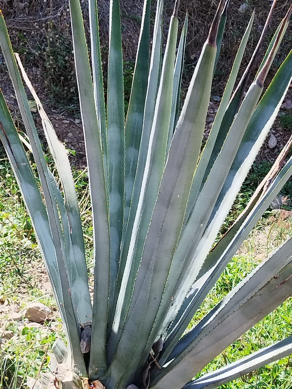 Agave tequilana F.A.C.Weber