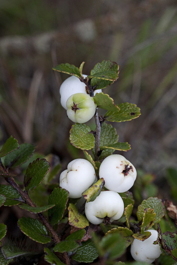 Mountain Snowberry
