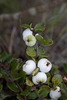 Mountain Snowberry - Photo (c) Nuytsia@Tas, some rights reserved (CC BY-NC-SA)