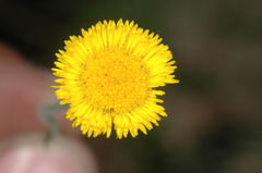 Hysterionica jasionoides