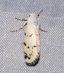 Grotella binda