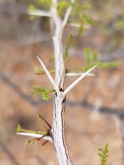 Vachellia vernicosa