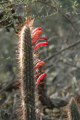 Cleistocactus baumannii