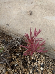 Mesembryanthemum nodiflorum