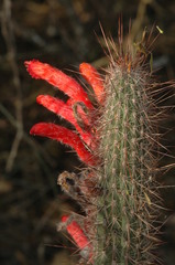 Cleistocactus baumannii
