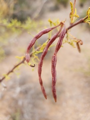 Vachellia vernicosa