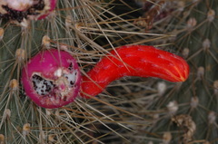 Cleistocactus baumannii
