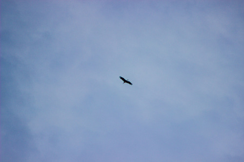 African Woolly-necked Stork