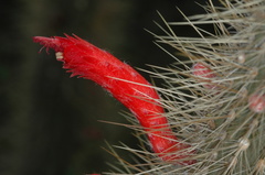 Cleistocactus baumannii