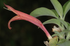 Dicliptera scutellata