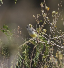Eremomela icteropygialis