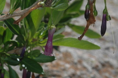 Dunalia brachyacantha