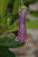 Dunalia brachyacantha