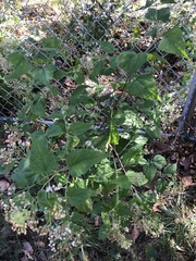 Ageratina altissima