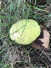 Maclura pomifera