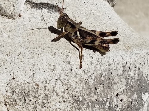 Tunica Spur-throat Grasshopper photo 4