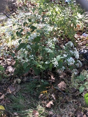 Ageratina altissima