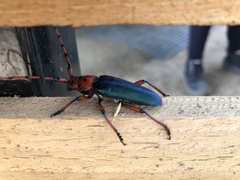 Stenaspis verticalis