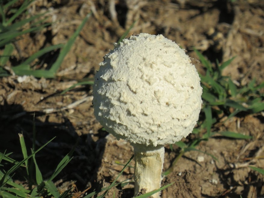 Amanita foetens · April 2023 · photo: © tandria (iNaturalist, cc-by)
