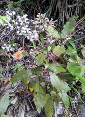 Brachyglottis myrianthos