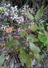 Brachyglottis myrianthos