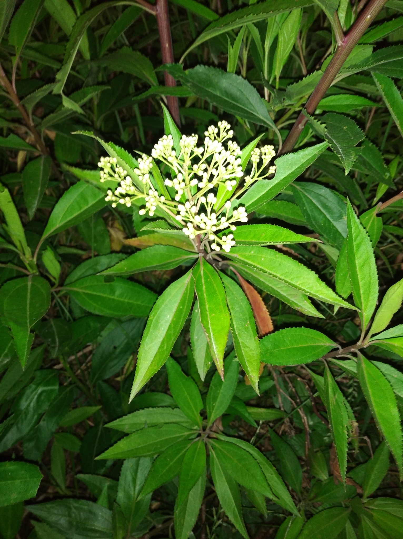 Baccharis latifolia image