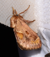 Monoleuca occidentalis