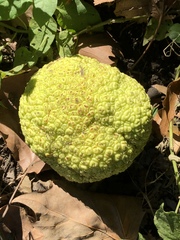 Maclura pomifera