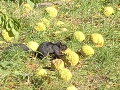Sciurus carolinensis