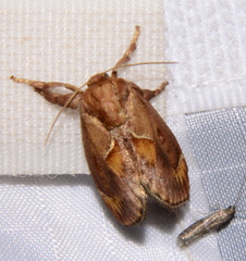 Monoleuca occidentalis