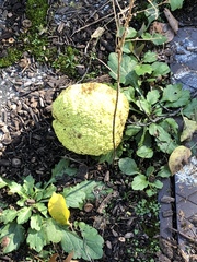 Maclura pomifera