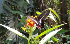 Parides proneus