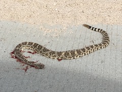 Crotalus mitchellii