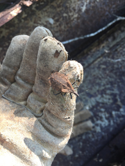Triatoma